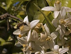 фото "Fleurs d'orange"