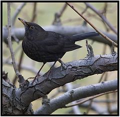 фото "Blackbird"