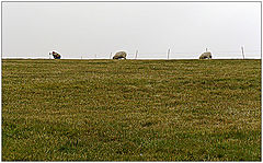 фото "Точка съемки (Раз овца, два овца, ...  фотограф)."