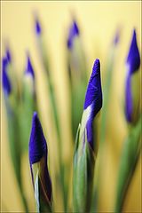 photo "blue paint brushes :)"