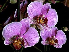 photo "Orchids #3"