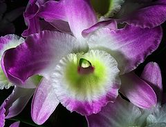 фото "Orchids #7"