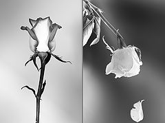 photo "***"