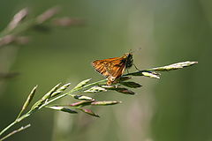photo "***"