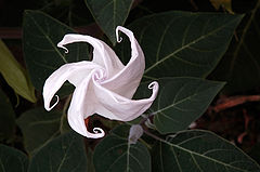 photo "***"