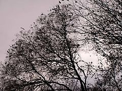 photo "***"
