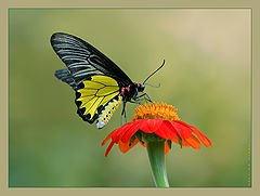 photo "Golden Birdwing..."