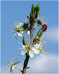 фото "Coccinella septempunctata"