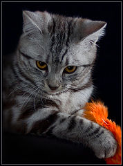photo "***"