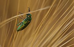 фото "Bug..."