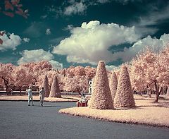 photo "IR-Summer"
