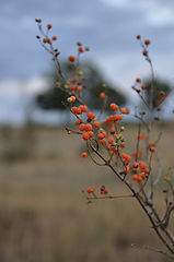 photo "***"