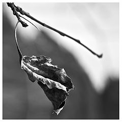 photo "***"