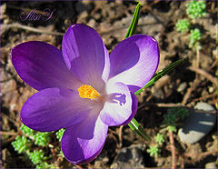 фото "Крокус."