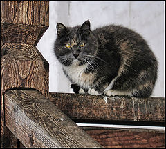 photo "Cat"