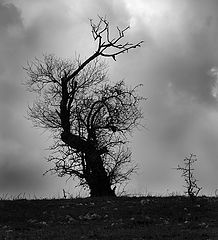photo "***"