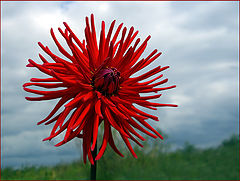photo "Dahlia needle"