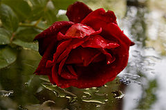 photo "***"