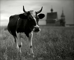 photo "In Russian"