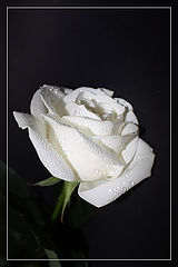 photo "Beauty never dies..."