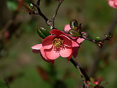 фото "Chaenomeles"