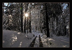 photo "The forest in Winter"