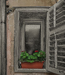 photo "Window XPflowers"