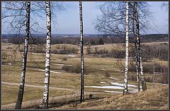 photo "Spring song of birches"