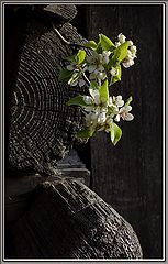 photo "flowering pear"