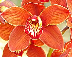 photo "Cymbidium Orchid."