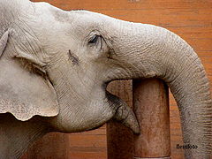 фото "Elephant."