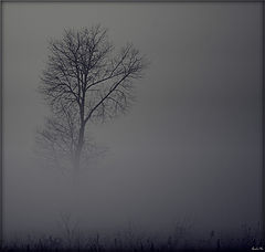 фото "Fog,tree and silence"