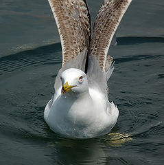 фото "Larus argentatus"