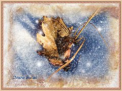 photo "Farewell Beauty"