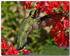 фото "Feeding For Two"
