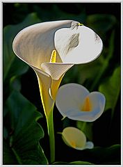 фото "Calla Three"
