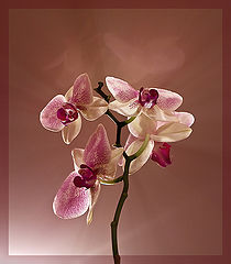 photo "***"
