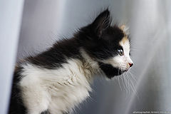 photo "***"