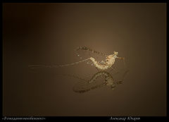 photo "***"