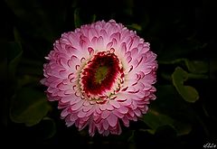 фото "Flower..."