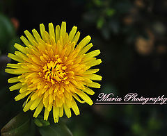 photo "**"