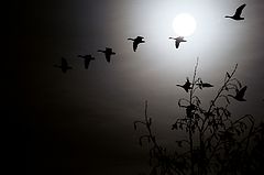 photo "Migration..."