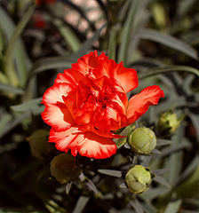 фото "***"