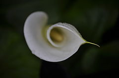photo "in my garden"