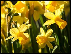 фото "Golden Easter"