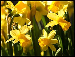 фото "Golden Easter"