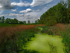 photo "Scenic marsh."