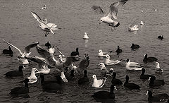 photo "***"