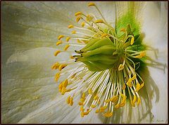 фото "close- up"