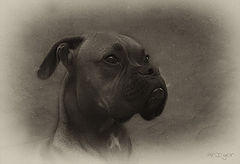 photo "Boxer"